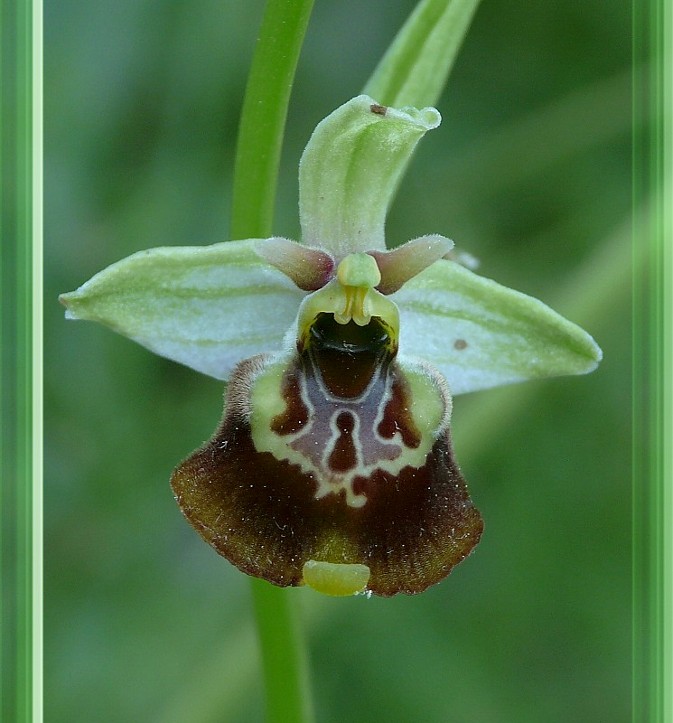 Popolazione ibridogena tra Ophrys lacaitae e Ophrys gracilis